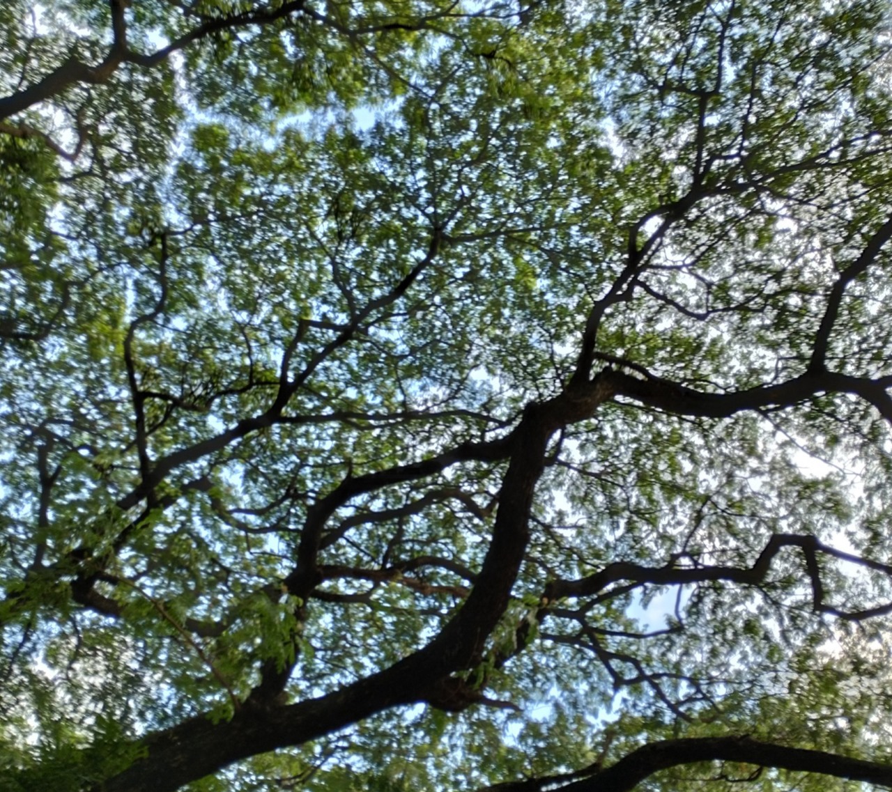 ছোট গল্প: বনলতা ও আমি